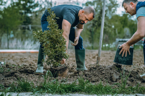 Best Arborist Services Near Me  in Jarrell, TX